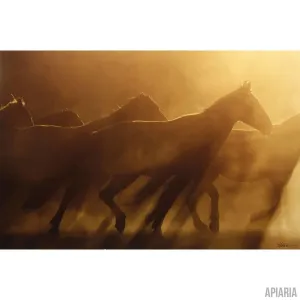 Heidi Padveen "Mustangs In The Dust"