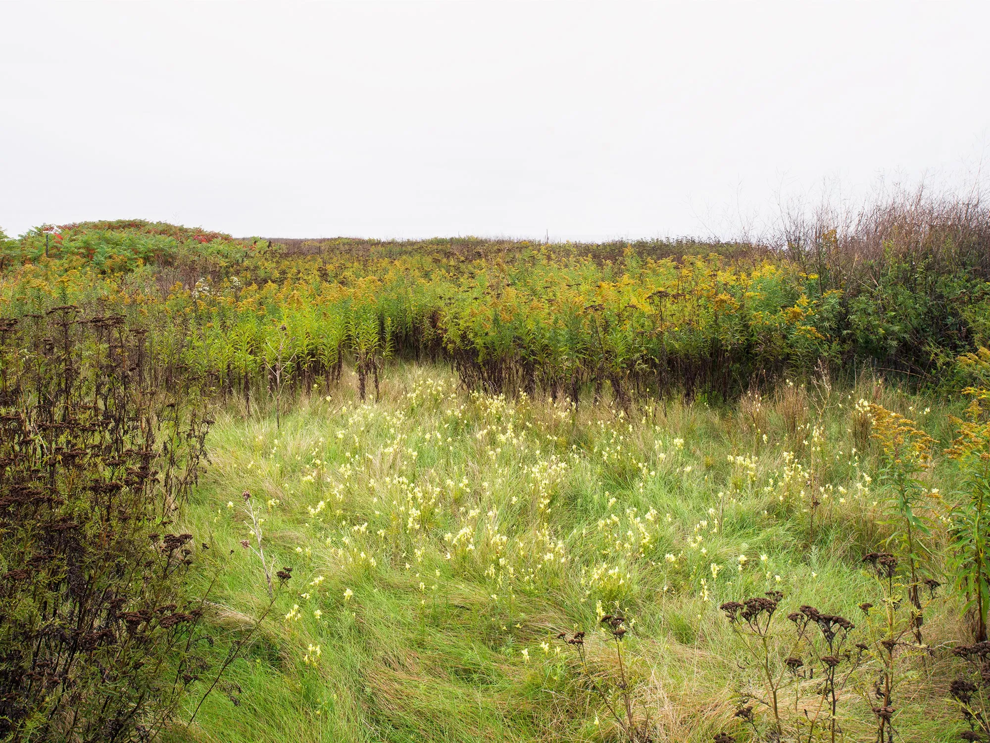 Wildflowers in the Flats, Tommy Thompson Park, Toronto