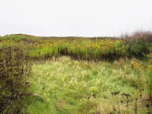 Wildflowers in the Flats, Tommy Thompson Park, Toronto